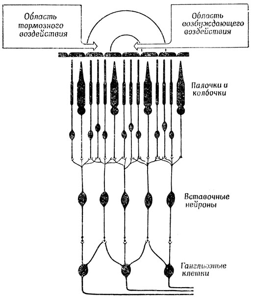 Реферат: Биполярные, горизонтальные и амакриновые клетки